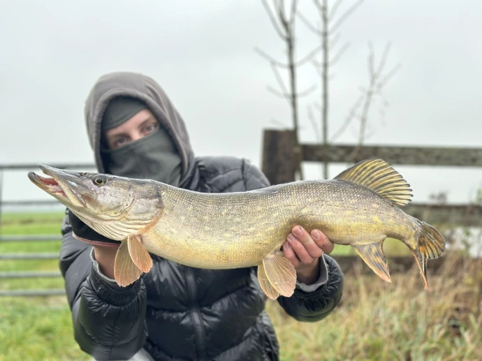 brochet Gouda