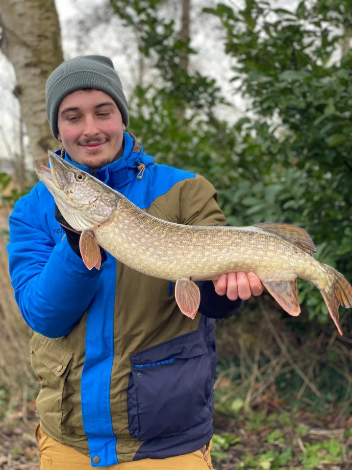 brochet au shad