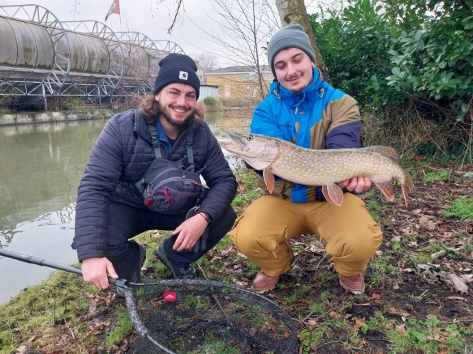 Brochet dans les polders